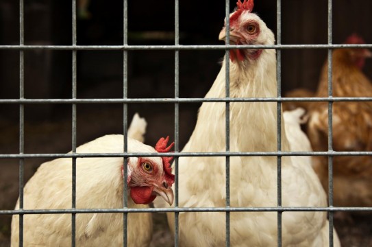 Chickens-In-Cage-Coop-Farm