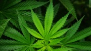 marijuana