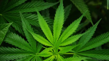 marijuana